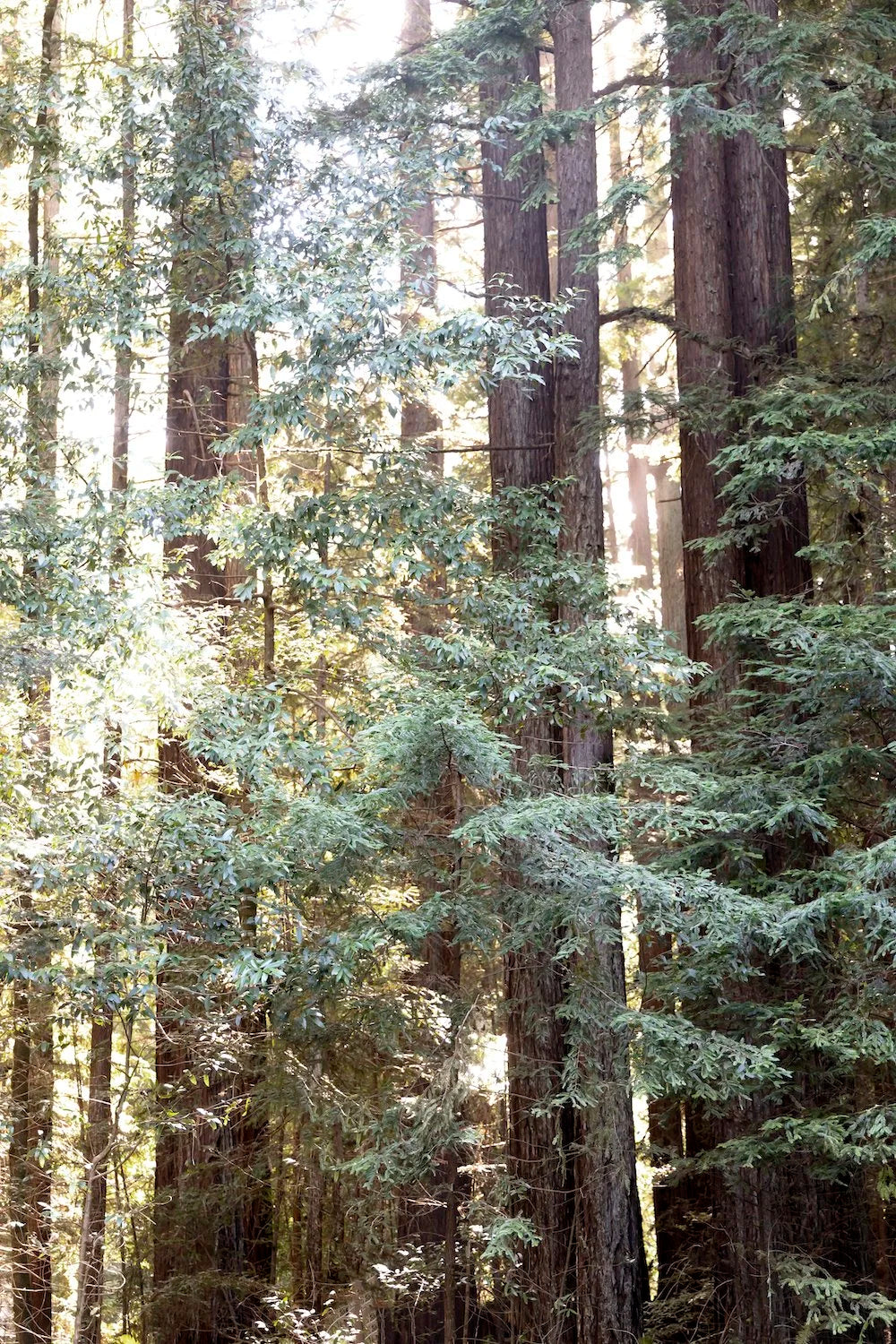 Redwood Diptych 2