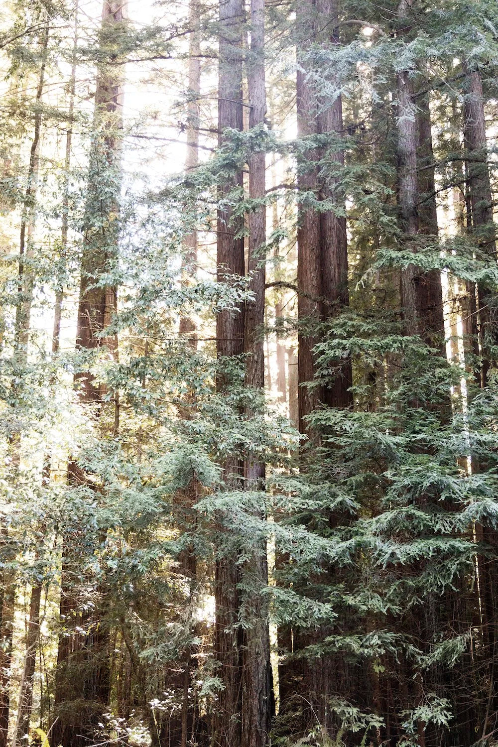 Redwood Diptych 1