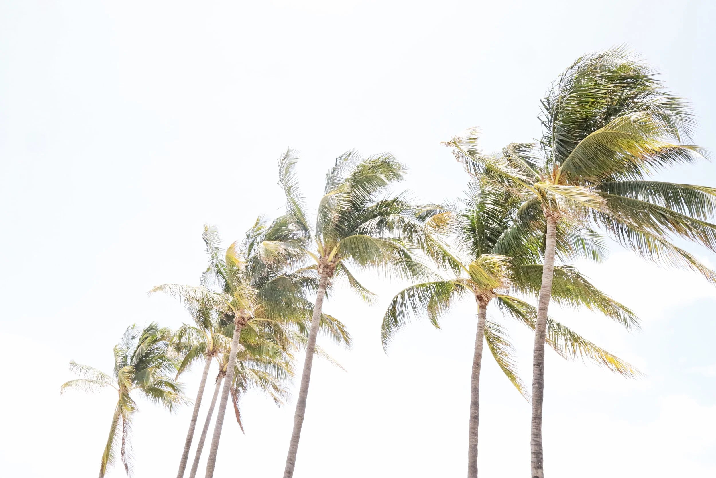 Miami Palms