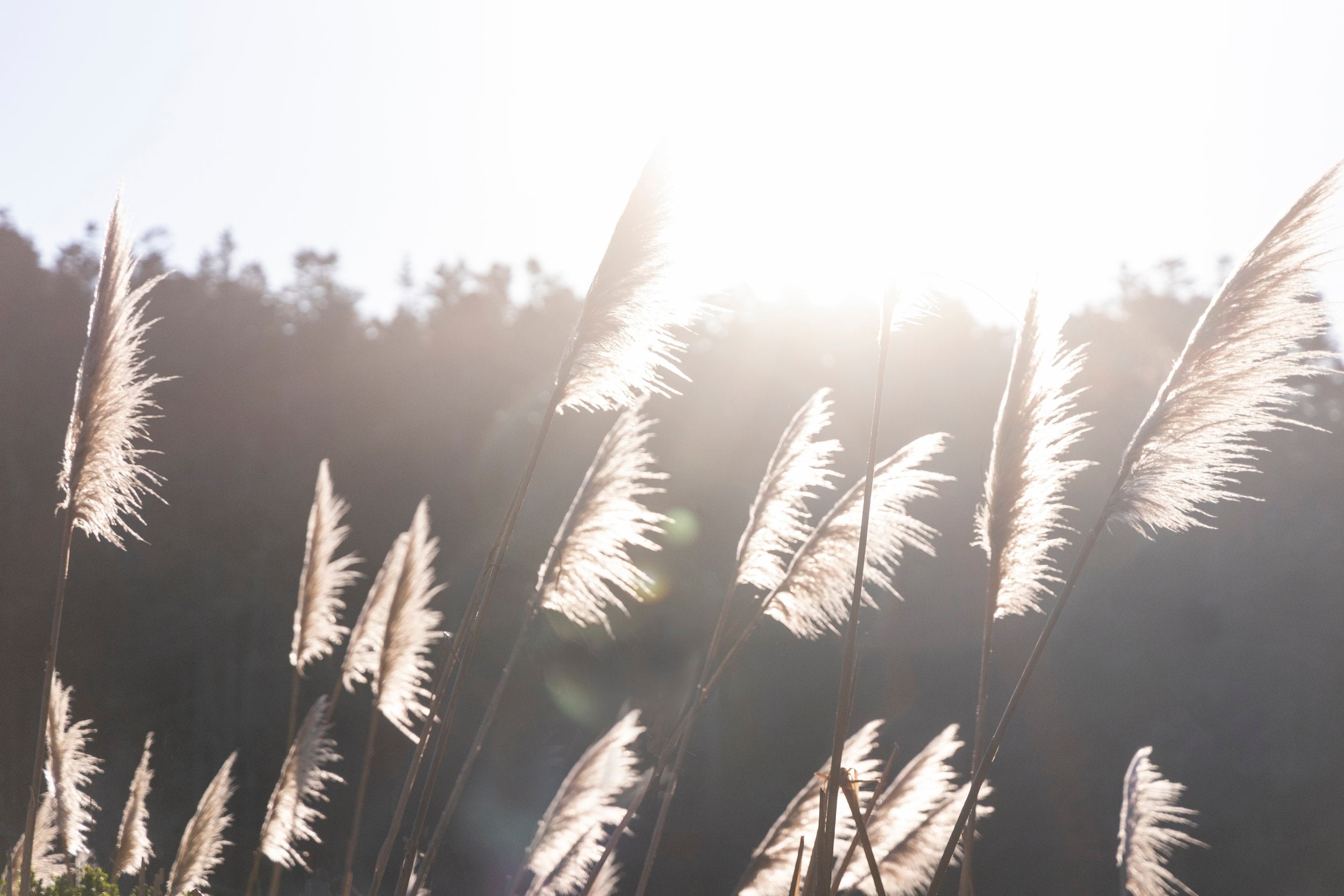 Moody Pampas