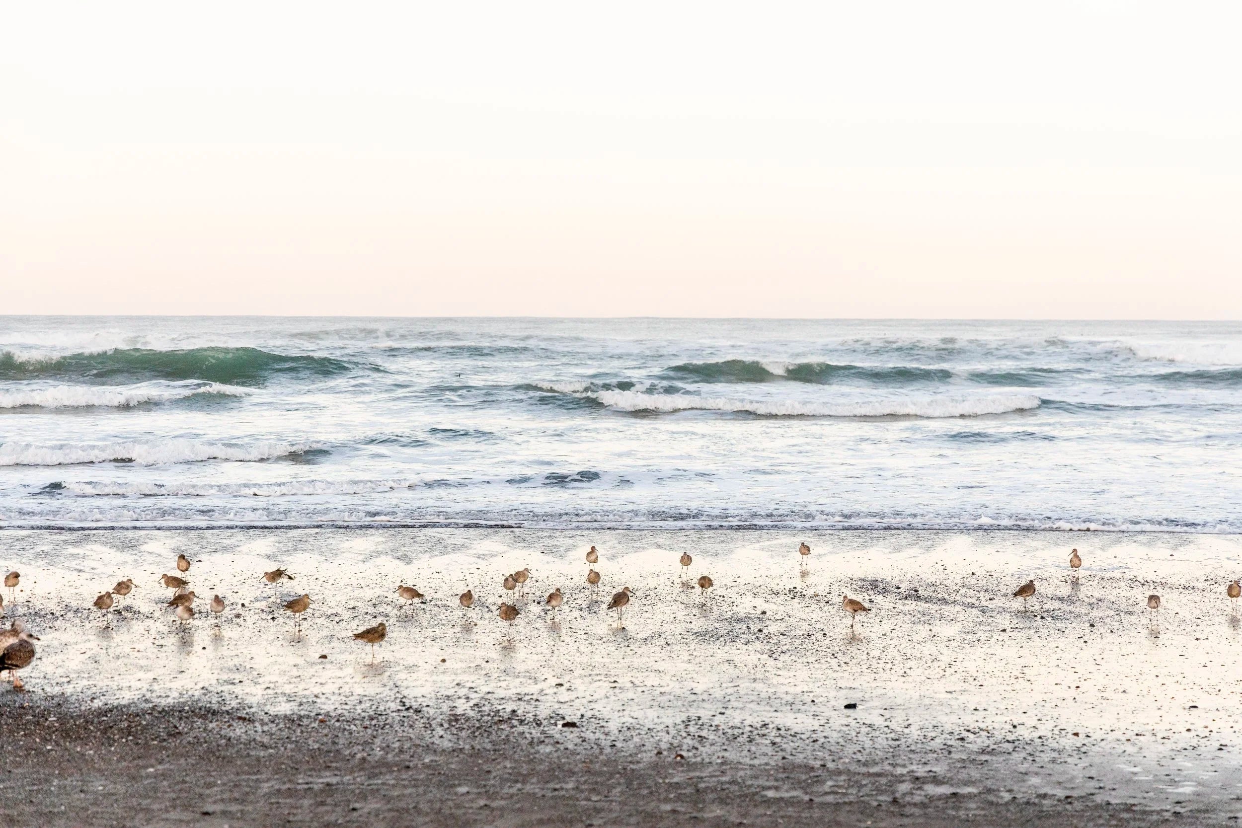 Morro Beach Birds