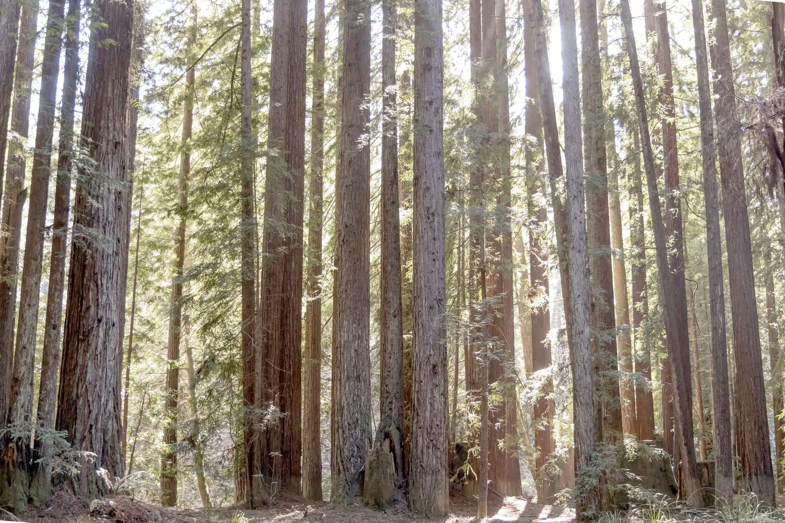 Mendocino Redwoods