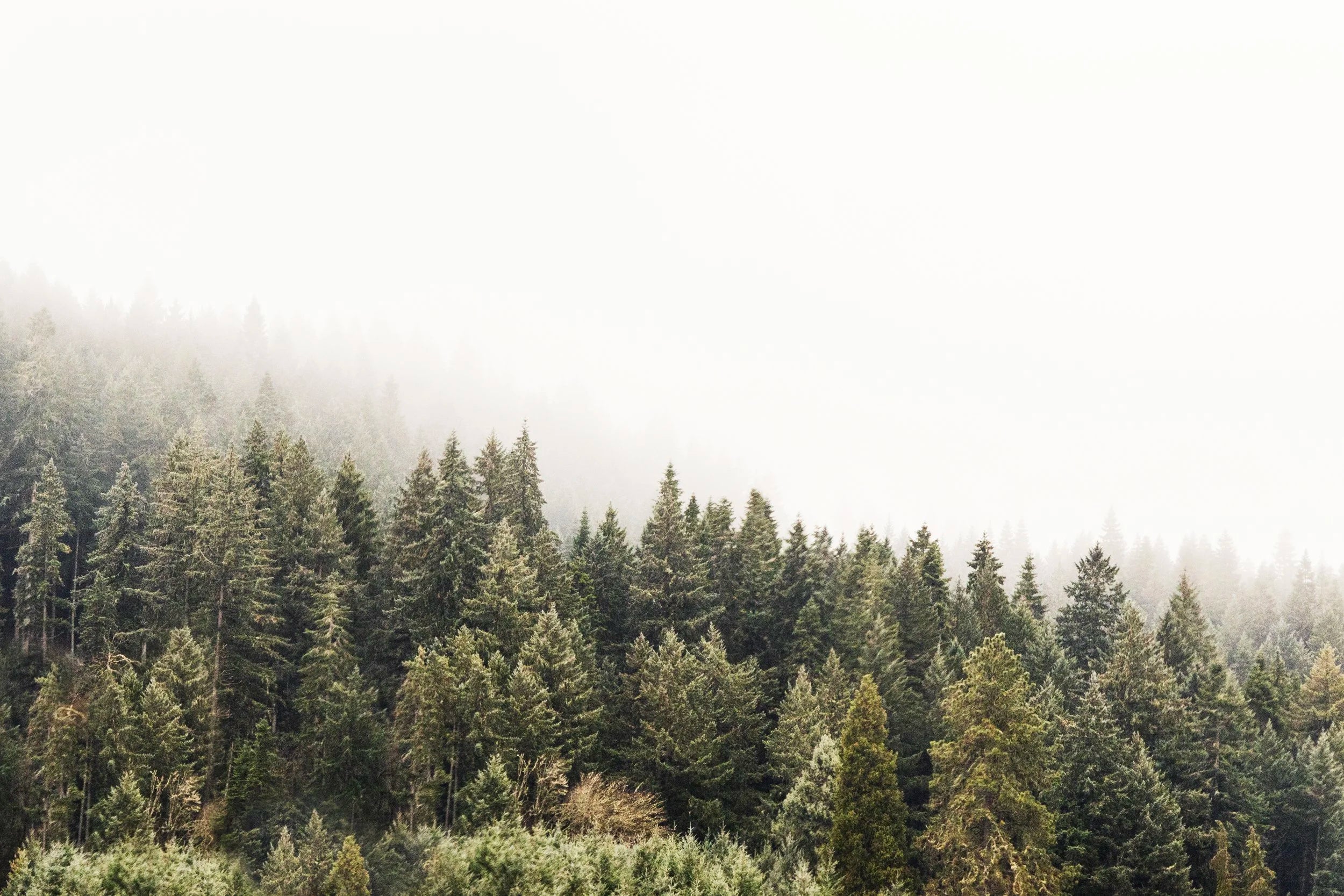 Pine Forest in Fog