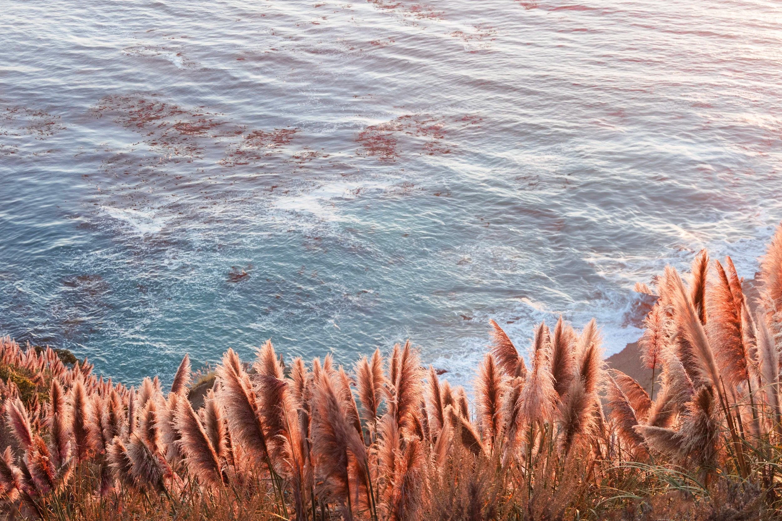 Pampas in Red