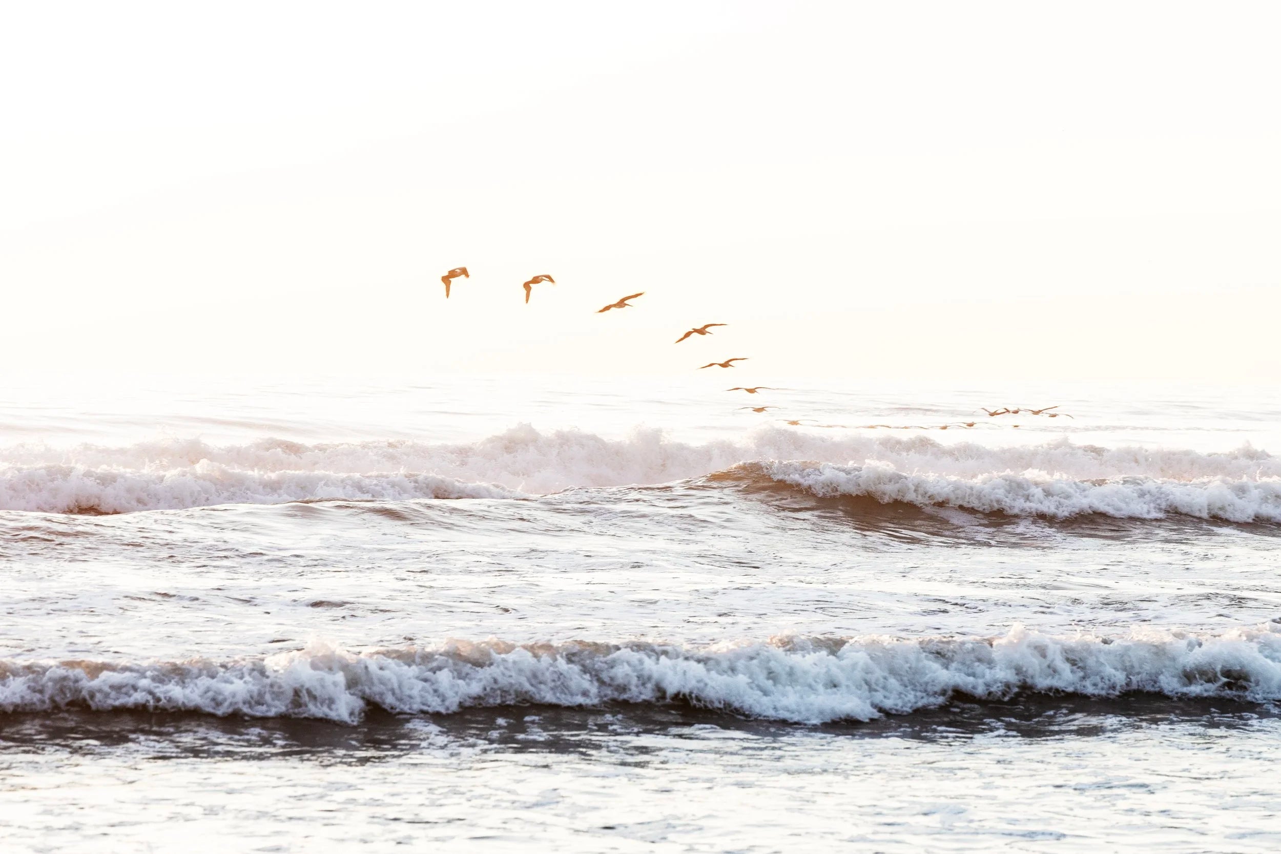 Wave of Birds