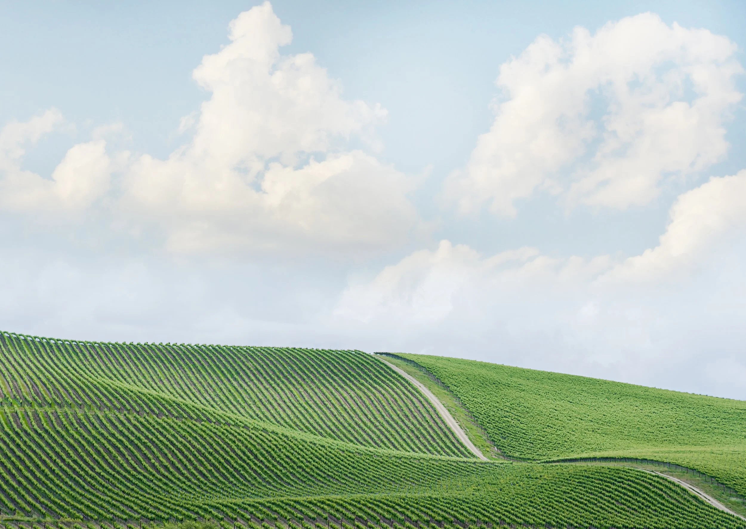 Valleys of Vineyards