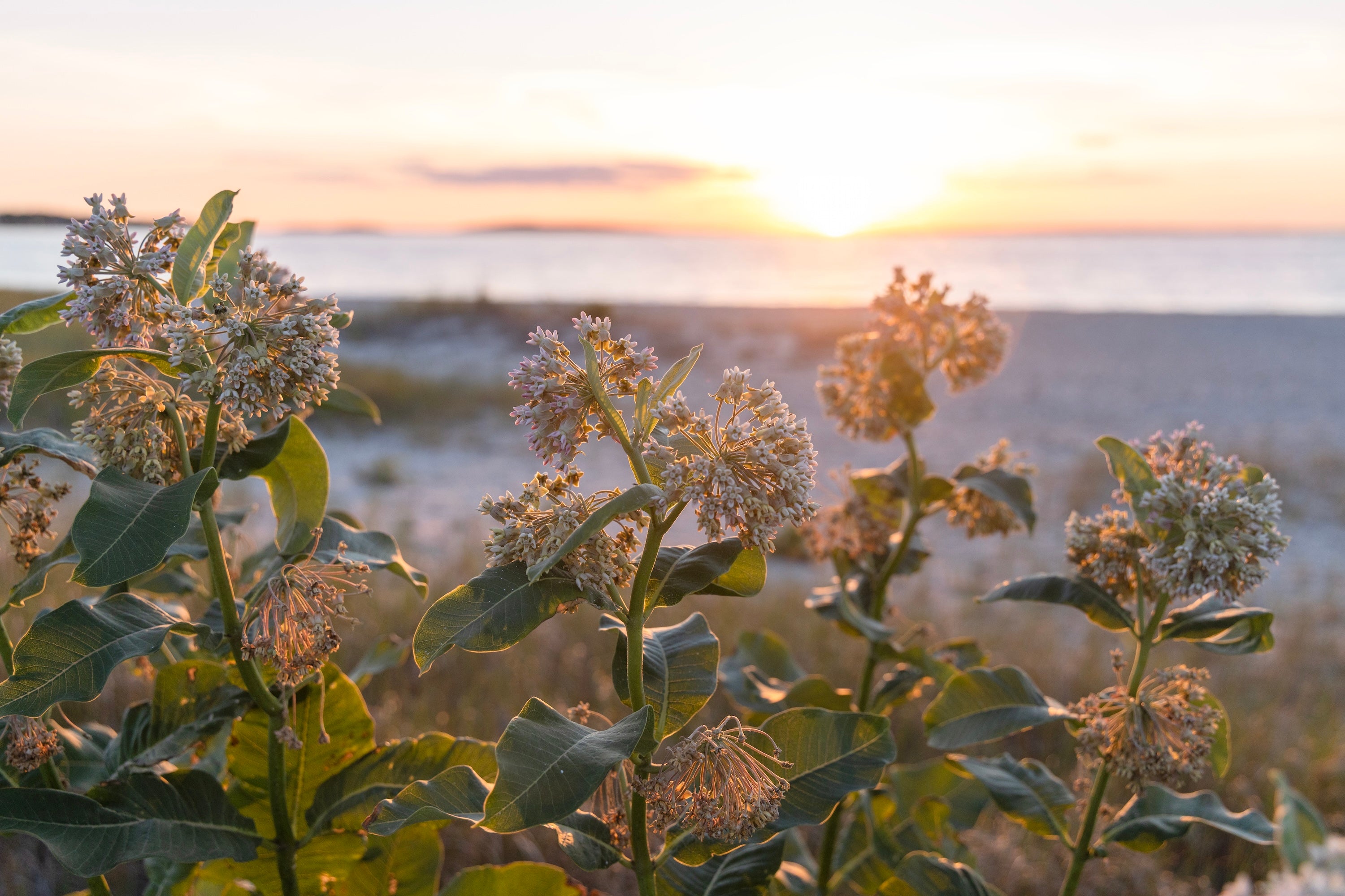 Seaside Bloom