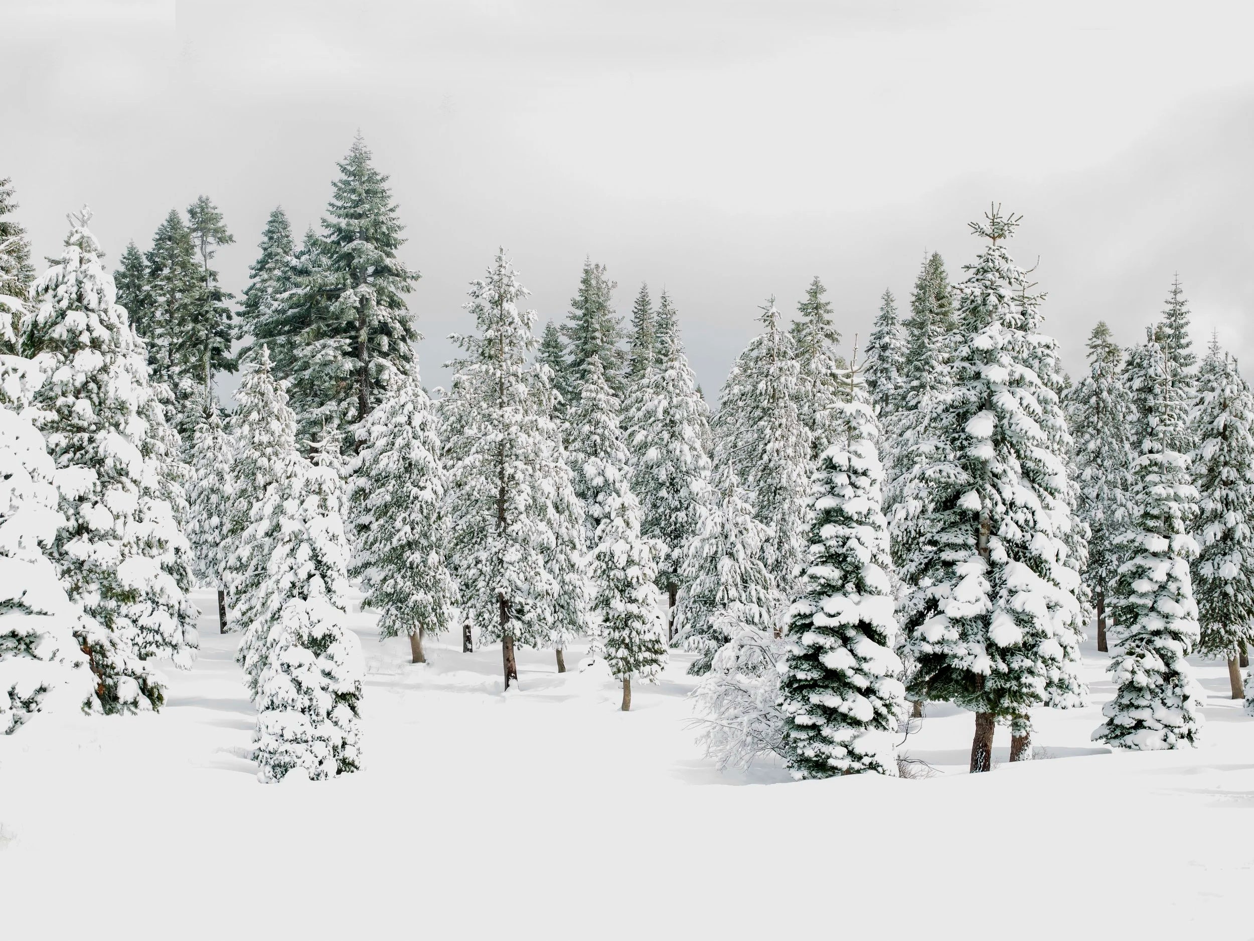 Snowy Pines