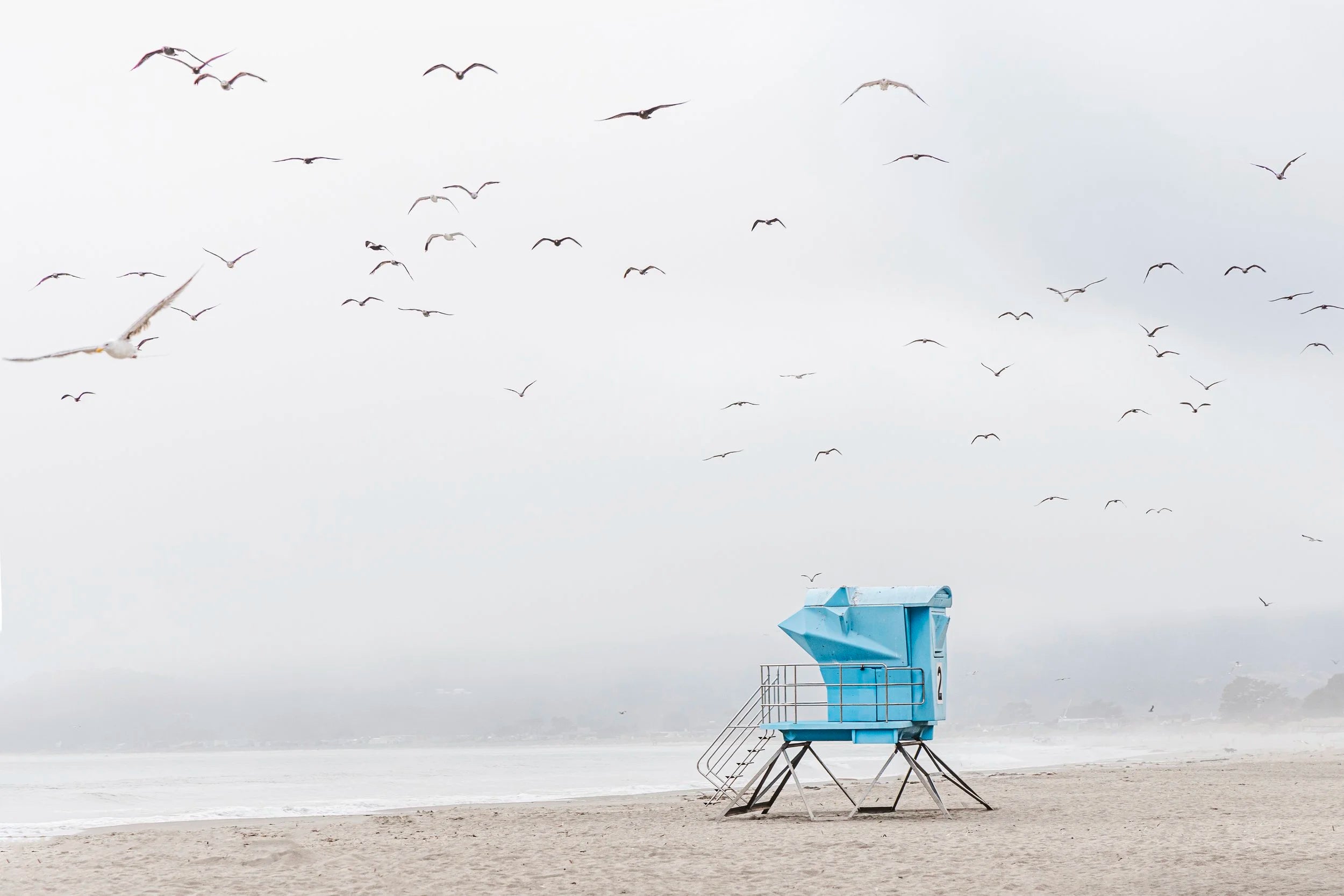 Stinson Gulls
