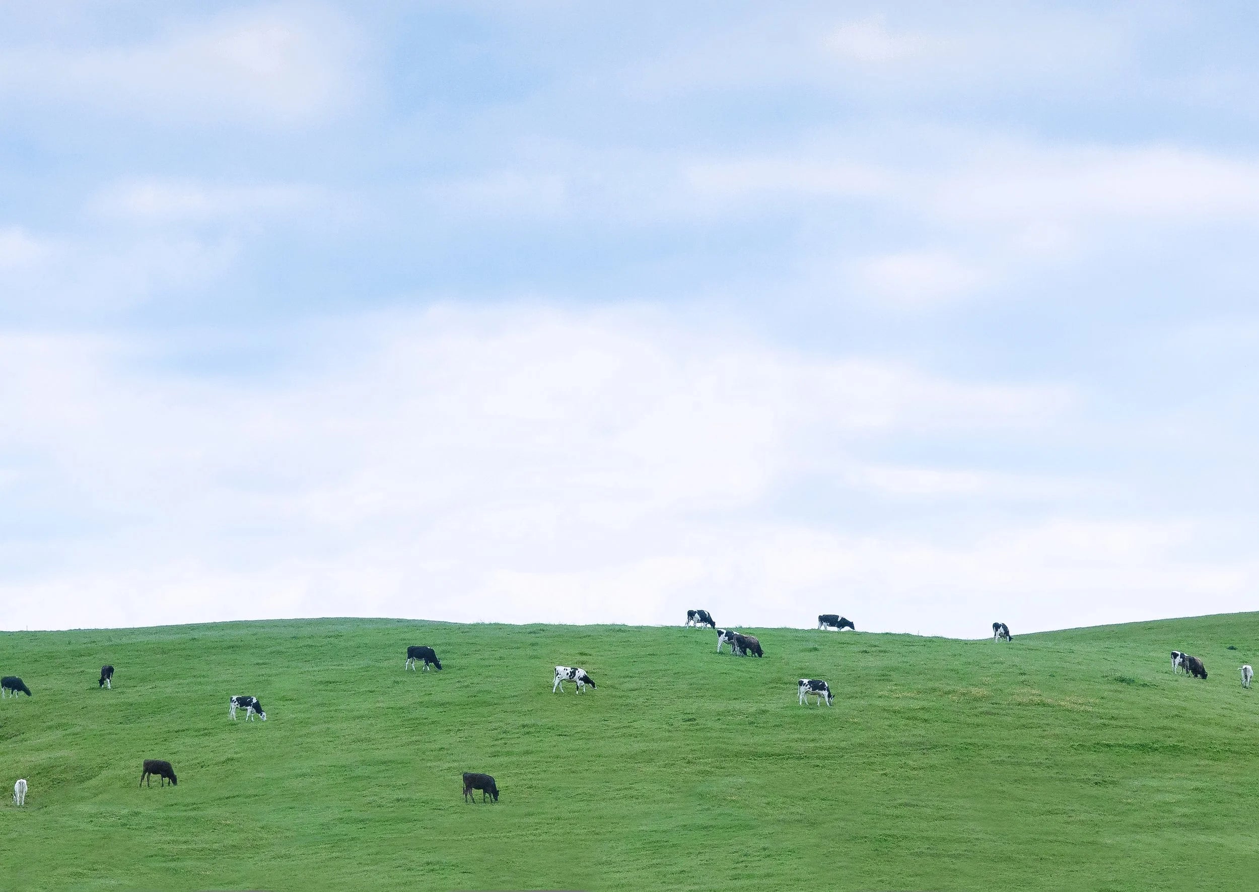 Happy Cows