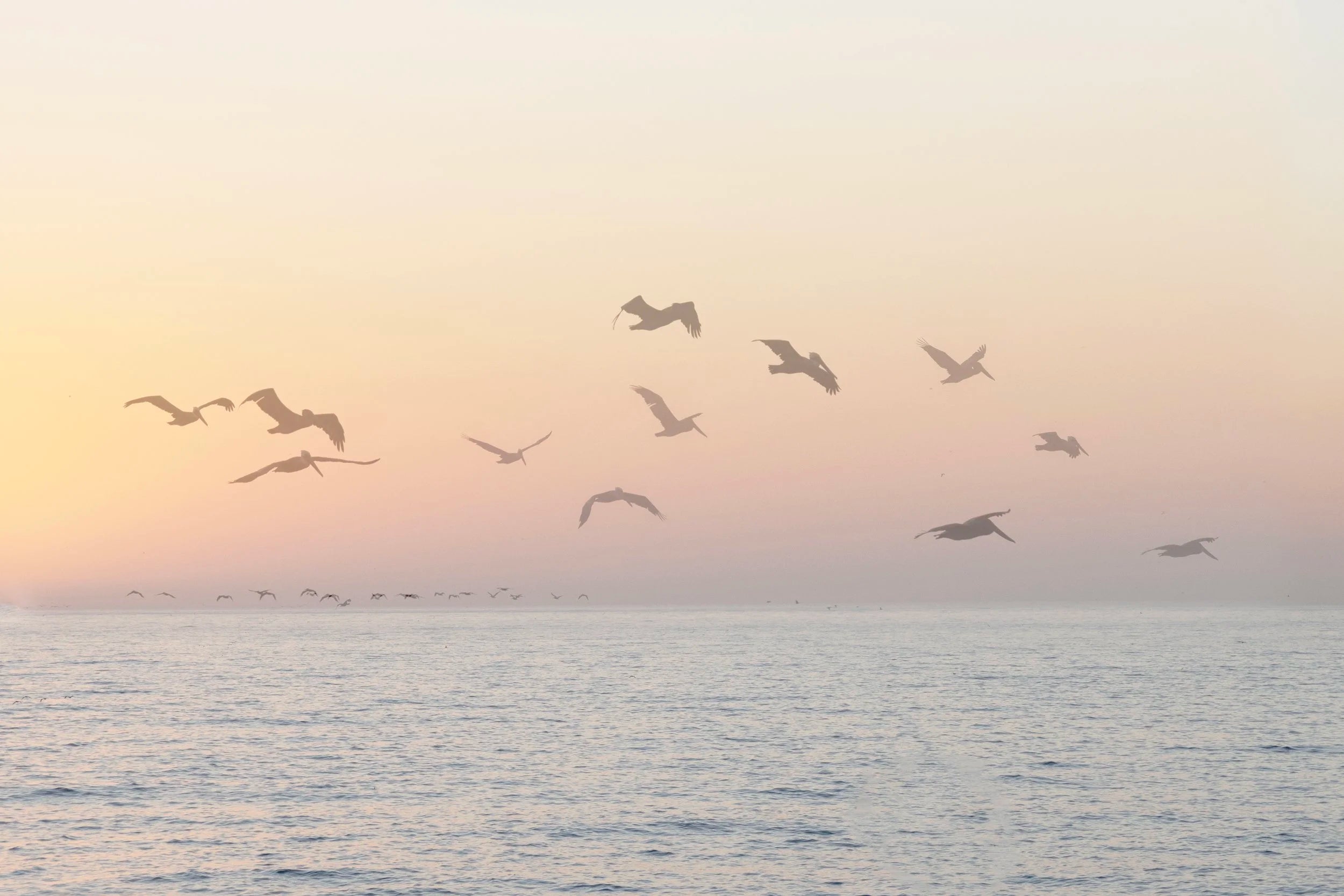 Twilight Soar