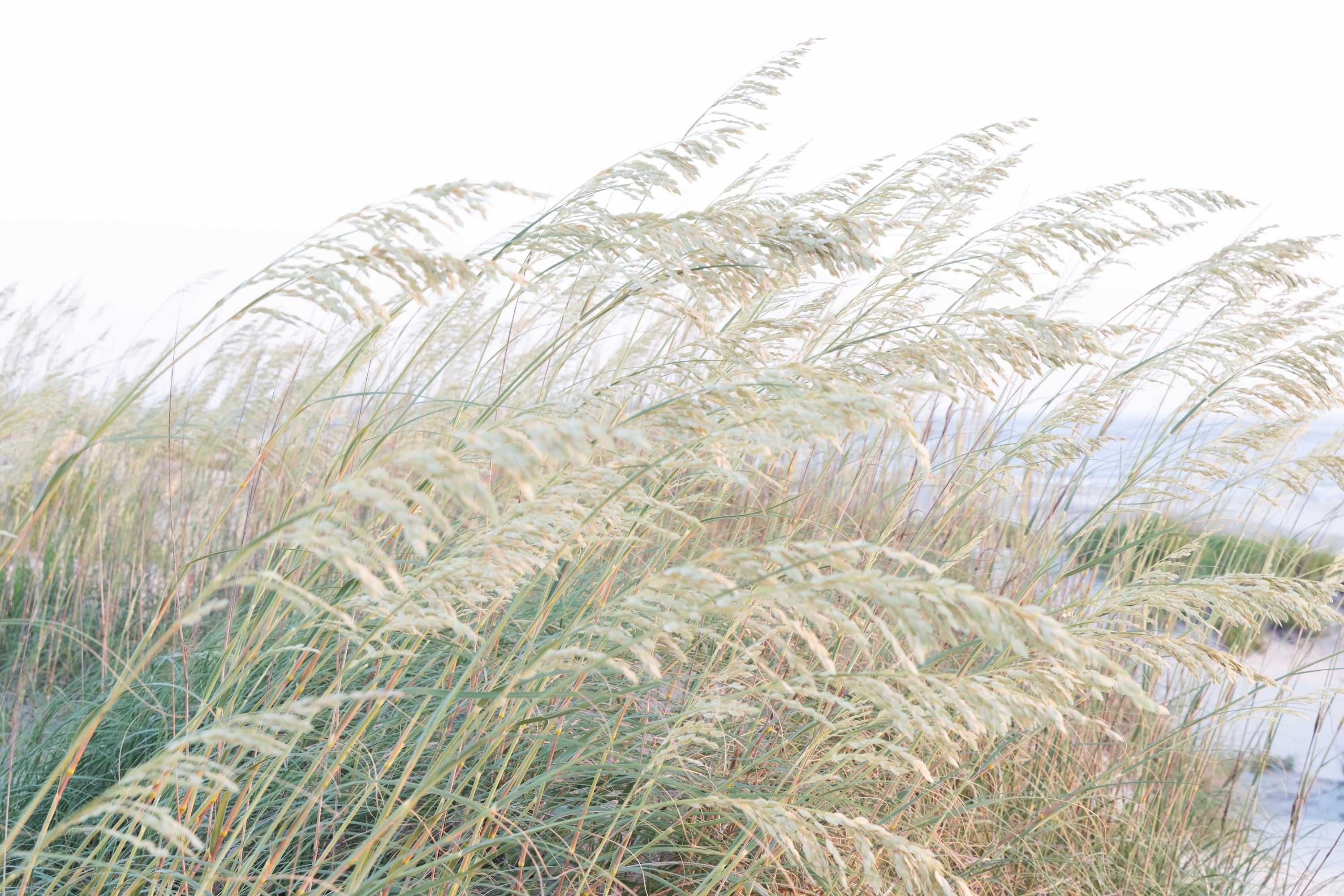 Wind Song